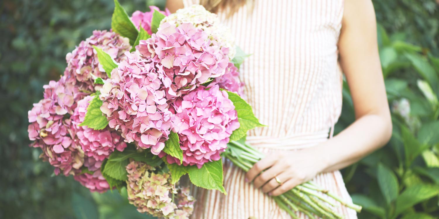 hydrangeas-meanings-hero.jpg